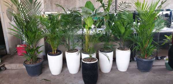 Gunakan Tanaman Hias